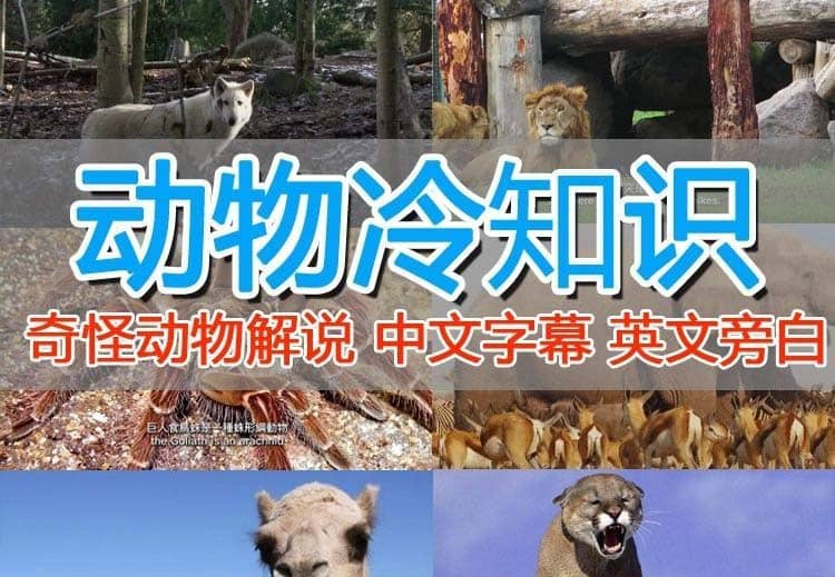外面卖1699的国外纪录片解说（动物解说、美食、动画片）稳过中视频创鑫阁-网创项目资源站-副业项目-创业项目-搞钱项目创鑫阁